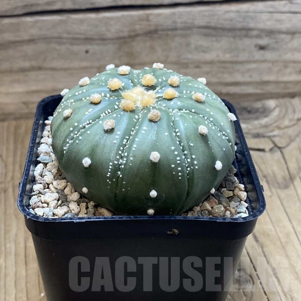 SH24226 Astrophytum asterias 'Akabana' - Image 3