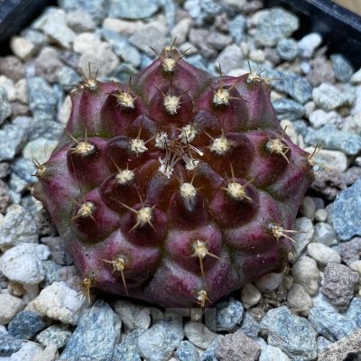 SH24266 Gymnocalycium mihanovichii ‘Neon’ hybrid