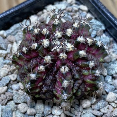 SH24268 Gymnocalycium mihanovichii ‘T-Rex’