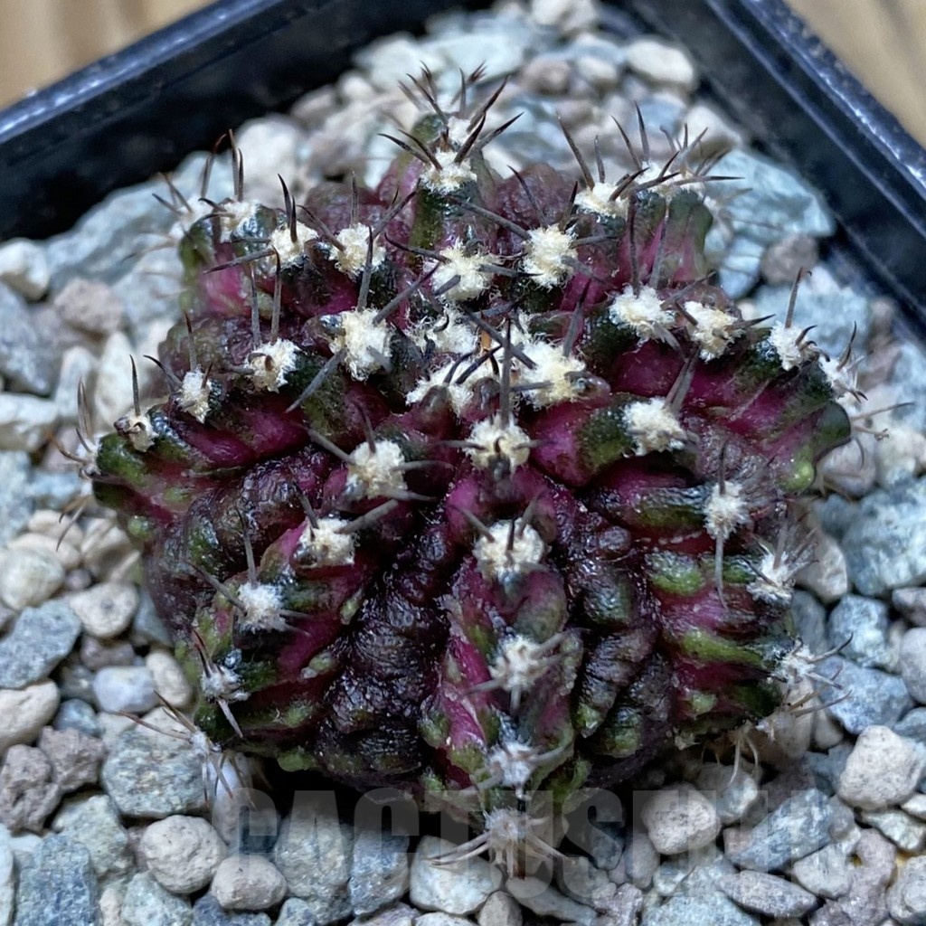 SH24268 Gymnocalycium mihanovichii ‘T-Rex’