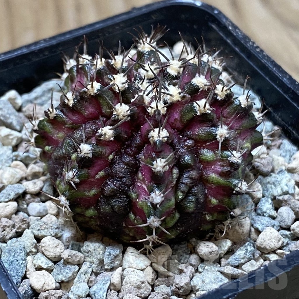 SH24268 Gymnocalycium mihanovichii ‘T-Rex’ - Image 2