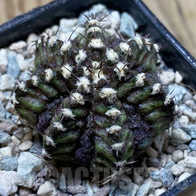 SH24269 Gymnocalycium mihanovichii ‘T-Lux’