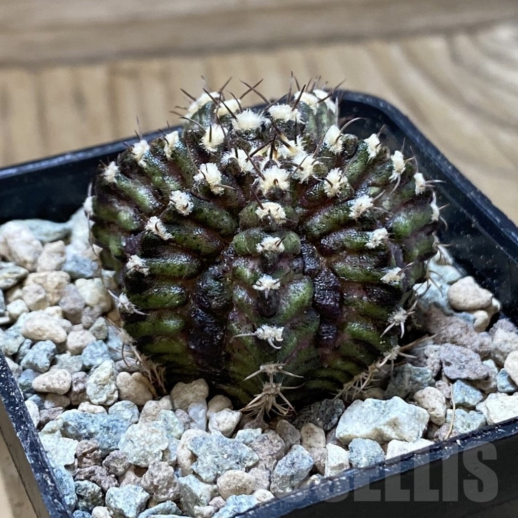 SH24269 Gymnocalycium mihanovichii ‘T-Lux’ - Image 2