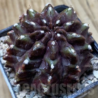 SH24271 Gymnocalycium mihanovichii ‘Nana’