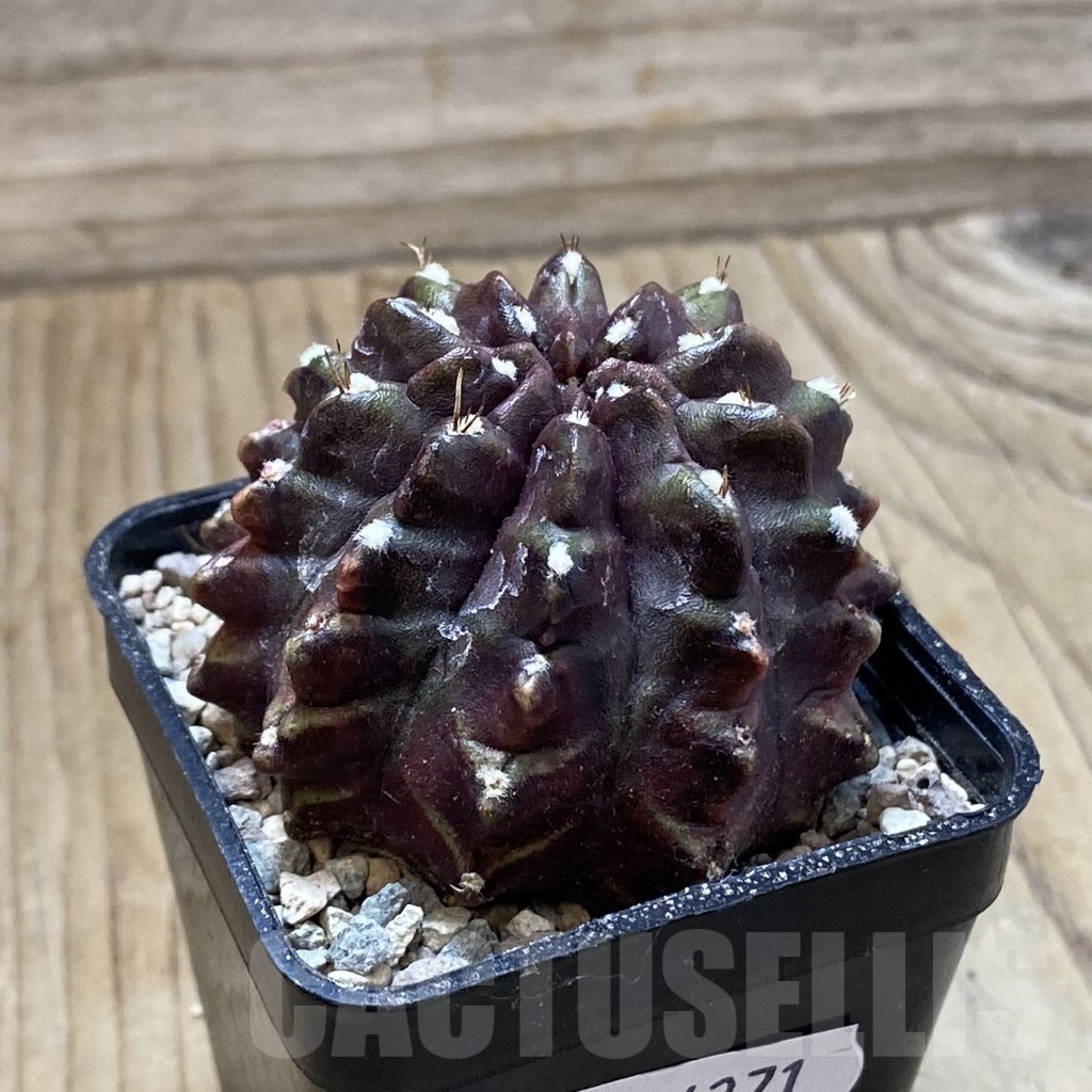 SH24271 Gymnocalycium mihanovichii ‘Nana’ - Image 2