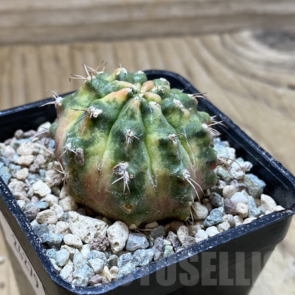 SH24279 Gymnocalycium mihanovichii ‘Golden Tiger’ - Image 2