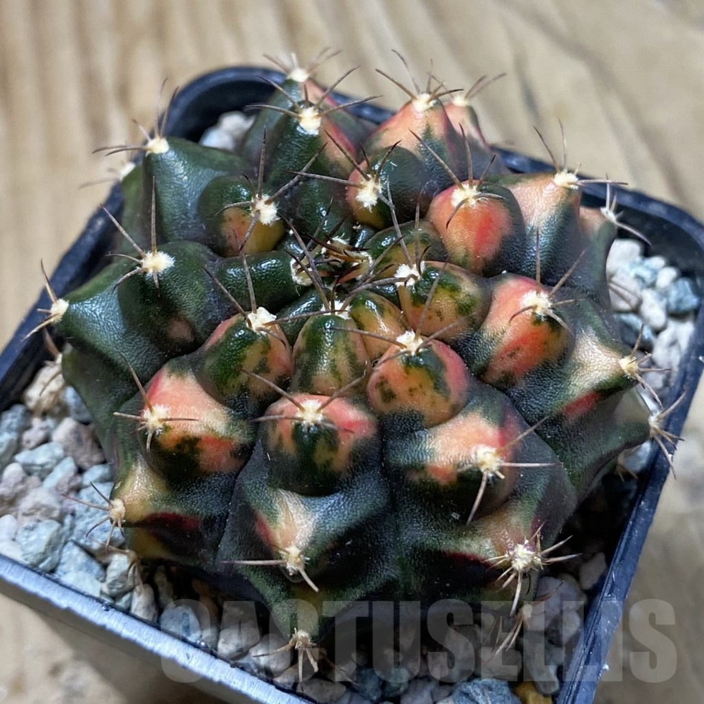 SH24282 Gymnocalycium mihanovichii ‘Kan-Thong’