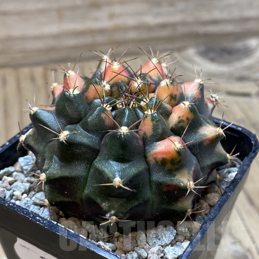 SH24282 Gymnocalycium mihanovichii ‘Kan-Thong’ - Image 2