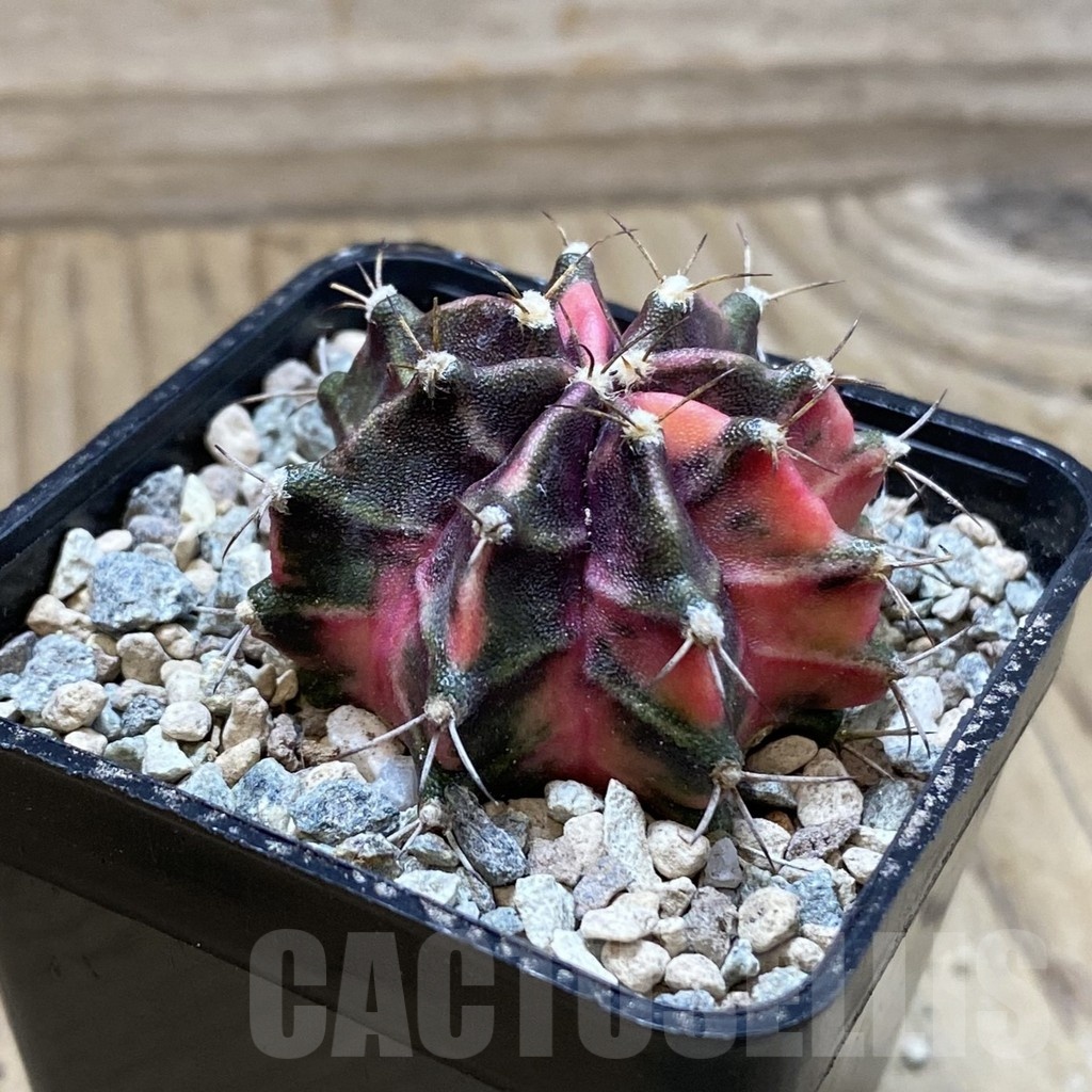SH24283 Gymnocalycium mihanovichii ‘Hell Boy’ - Image 2