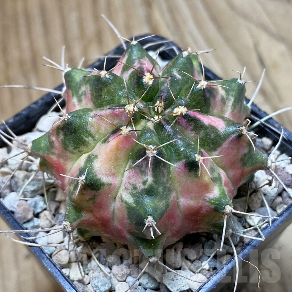 SH24284 Gymnocalycium mihanovichii ‘Peach Peach’