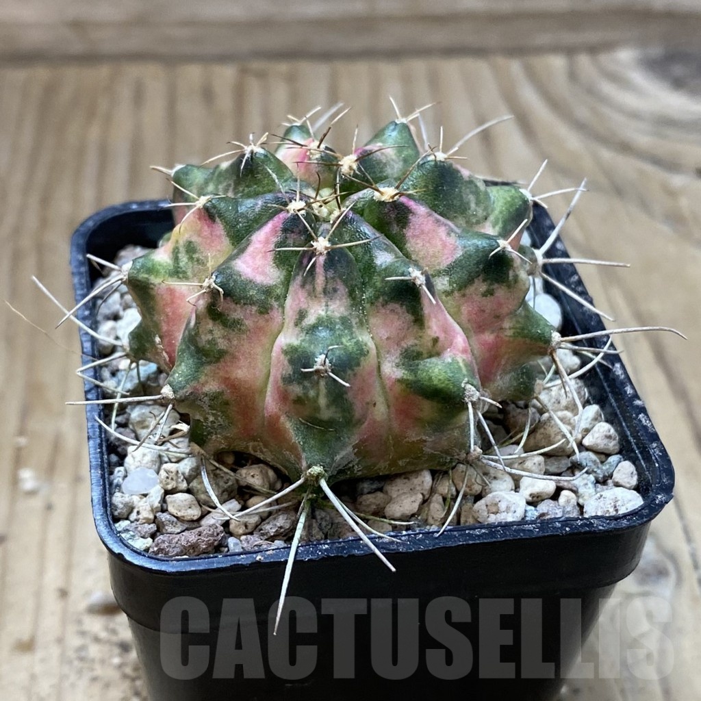 SH24284 Gymnocalycium mihanovichii ‘Peach Peach’ - Image 2
