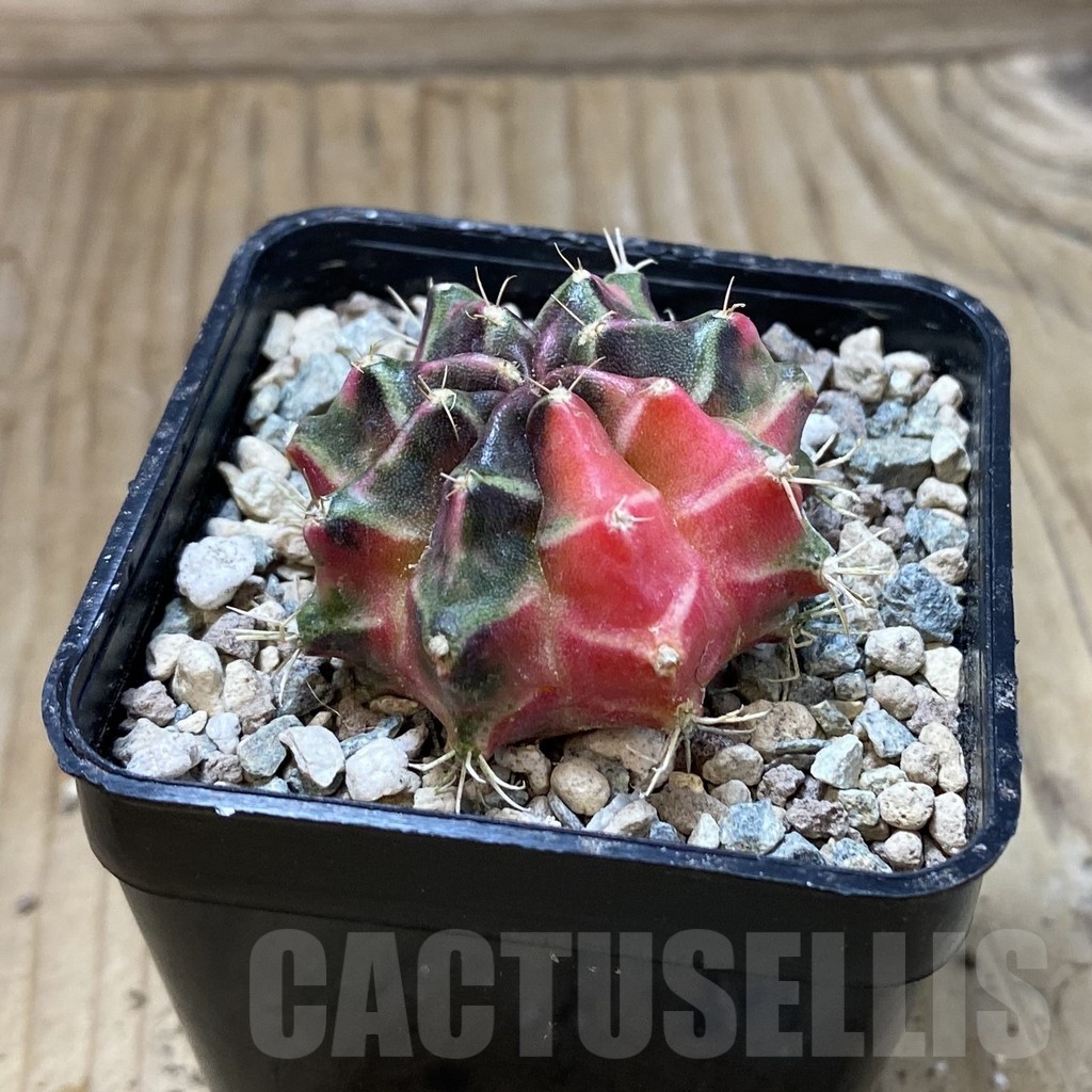 SH24286 Gymnocalycium mihanovichii ‘Little Rabbit’ - Image 2