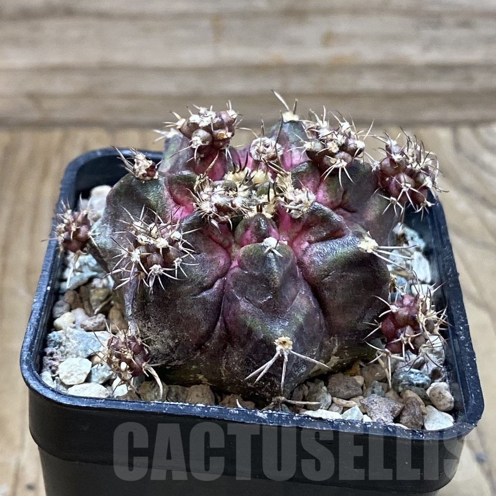SH24288 Gymnocalycium mihanovichii ‘Godji’ - Image 2