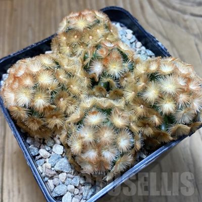SH24223 Mammillaria carmenae ‘Buddha’ hybrid