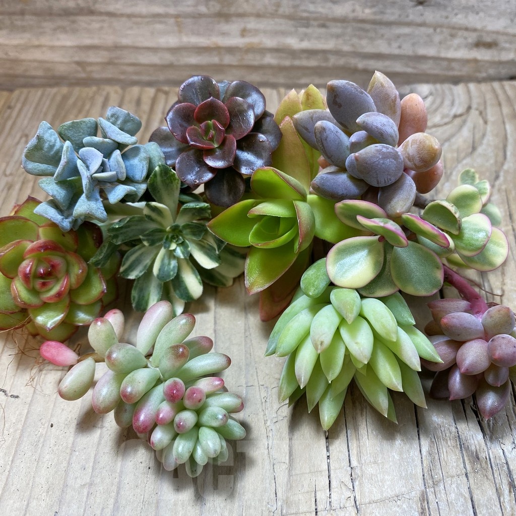 SH24292 Succulents mix, cuted