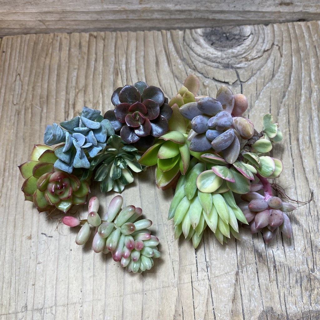SH24292 Succulents mix, cuted - Image 2