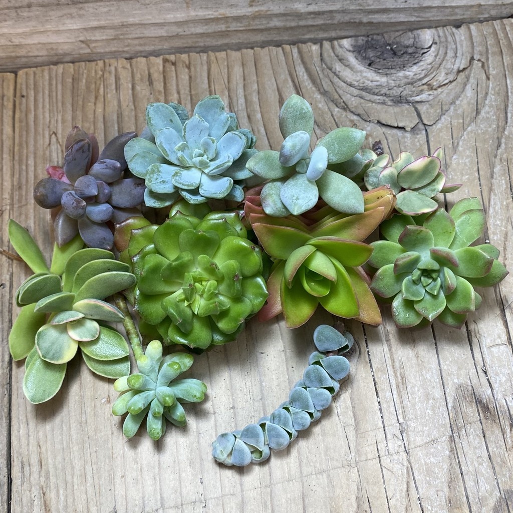 SH24293 Succulents mix, cuted - Image 2