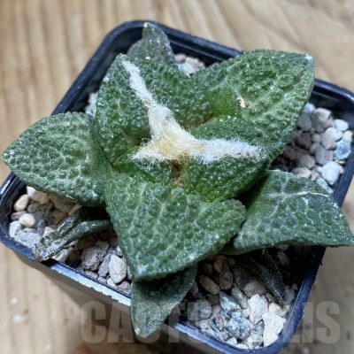 SH24236 Ariocarpus fissuratus ‘Godzilla’ hybrid, seedling, own roots