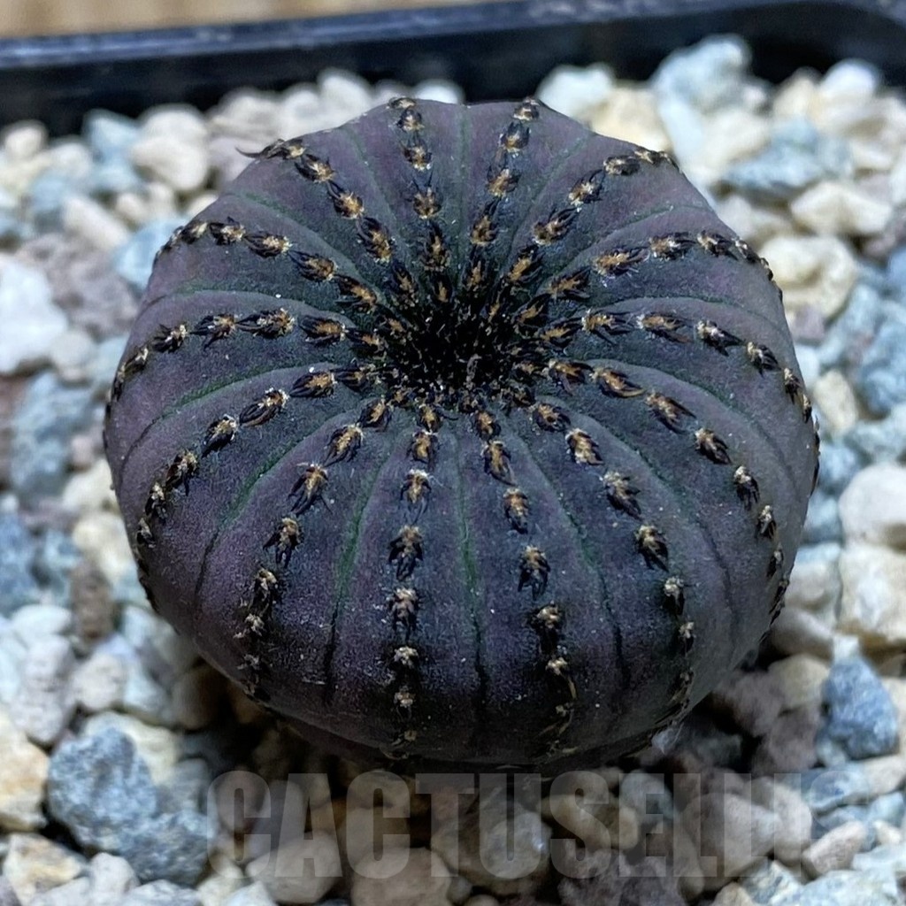 SH24238 Frailea asterioides