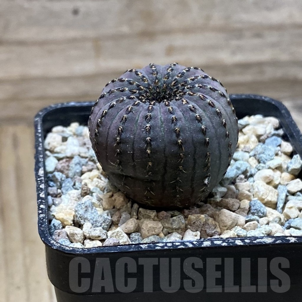 SH24238 Frailea asterioides - Image 2