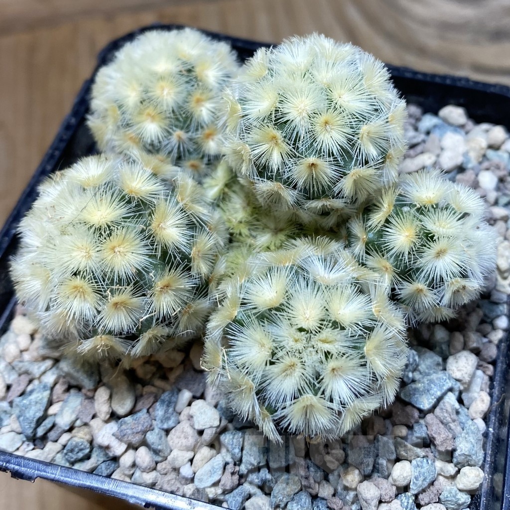 SH24224 Mammillaria carmenae ‘Buddha’ hybrid