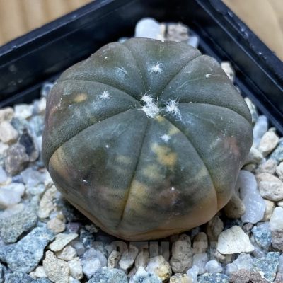 SH24240 Astrophytum asterias ‘Red Purple Skin’ f. variegata
