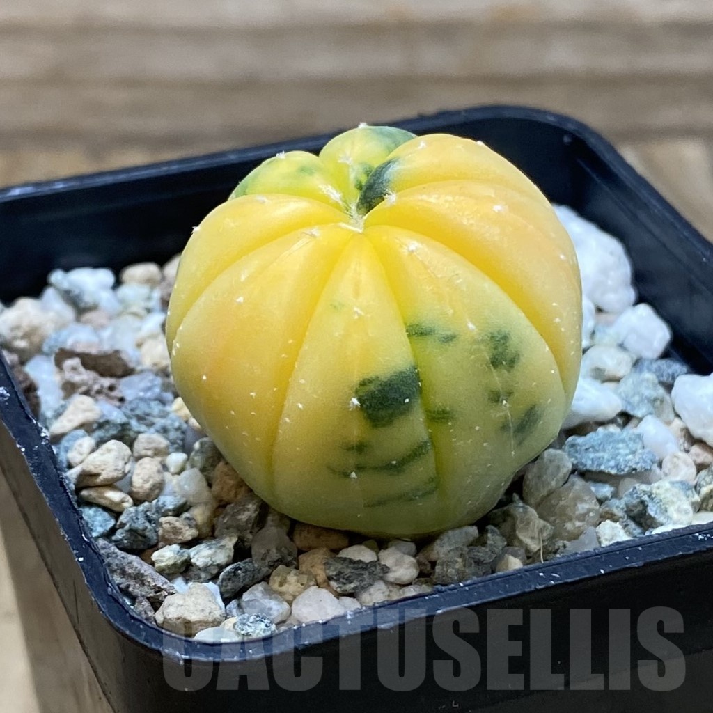 SH24241 Astrophytum asterias f. variegata - Image 2