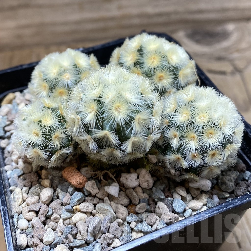 SH24224 Mammillaria carmenae ‘Buddha’ hybrid - Image 2
