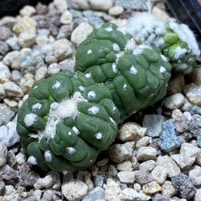 SH24244 Astrophytum asterias ‘Kikko Lizart Skin’