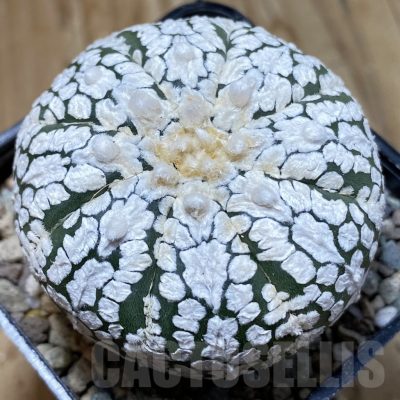 SH24248 Astrophytum asterias ‘Super Kabuto’ hybrid