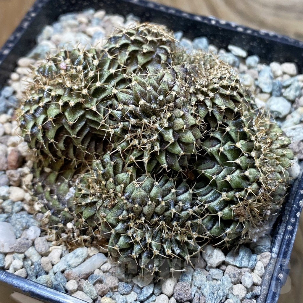 SH24225 Gymnocalycium mihanovichii f. cristata