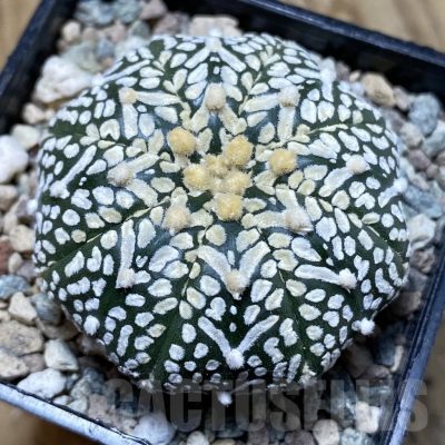 SH24250 Astrophytum asterias ‘Super Kabuto’ V-type f. nudum