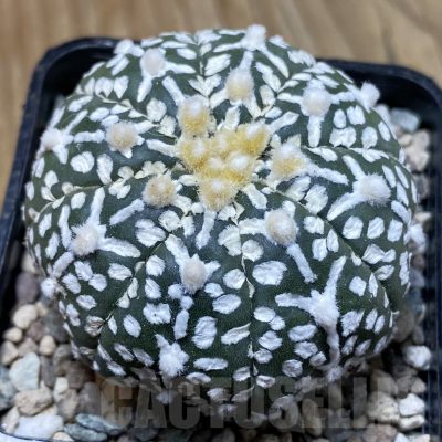 SH24251 Astrophytum asterias ‘Super Kabuto’ V-type f. nudum