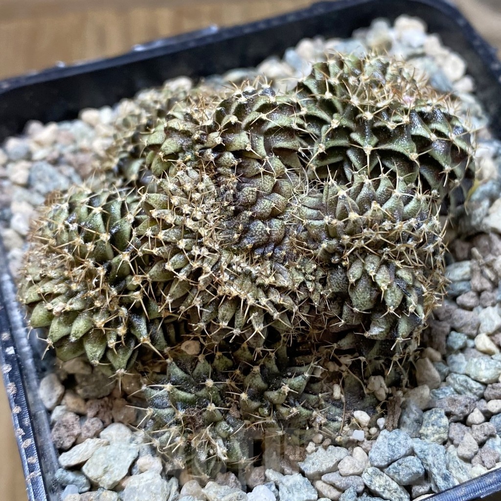 SH24225 Gymnocalycium mihanovichii f. cristata - Image 2