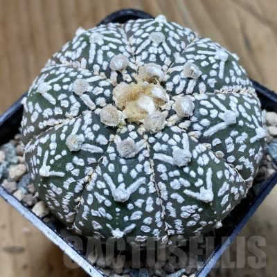 SH24254 Astrophytum asterias ‘Super Kabuto’ V-type f. nudum