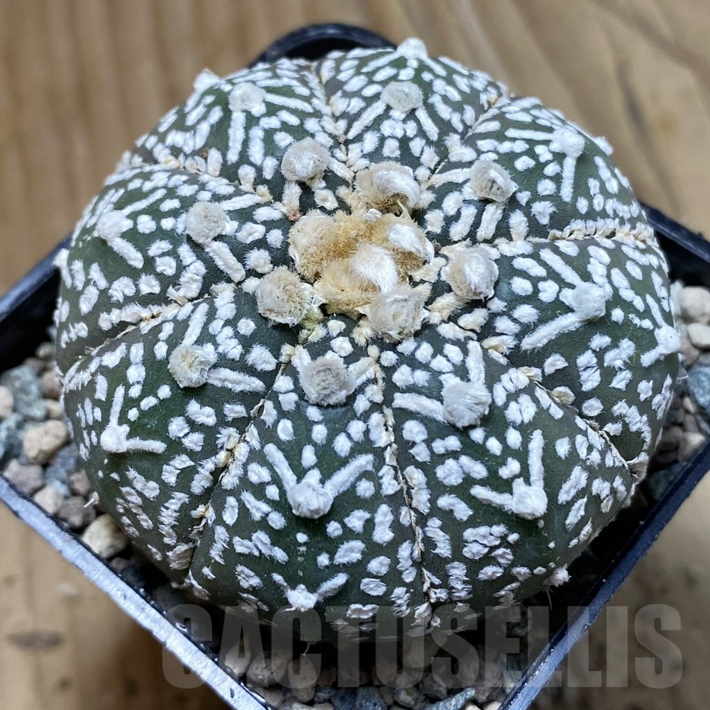 SH24254 Astrophytum asterias ‘Super Kabuto’ V-type f. nudum