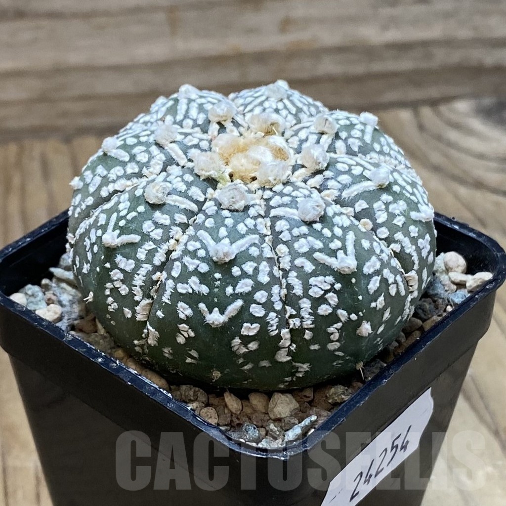 SH24254 Astrophytum asterias ‘Super Kabuto’ V-type f. nudum - Image 2