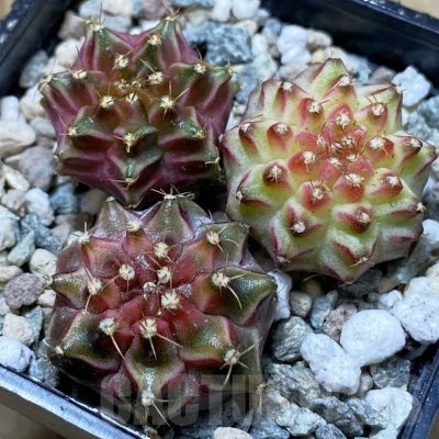 SH24350 Gymnocalycium mihanovichii ‘Neon’ hybrid, seedling mix