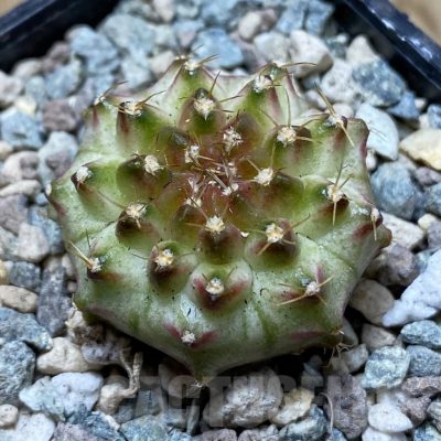 SH24353 Gymnocalycium mihanovichii ‘Neon’ hybrid