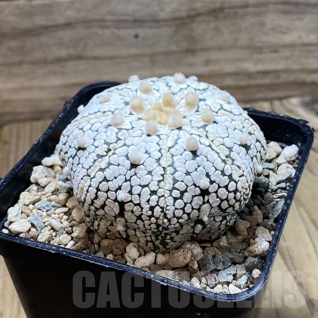 SH24318 Astrophytum asterias ‘Super Kabuto’ ‘Star Shape’ - Image 2