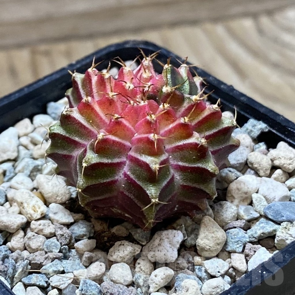 SH24357 Gymnocalycium mihanovichii ‘Neon’ hybrid - Image 2