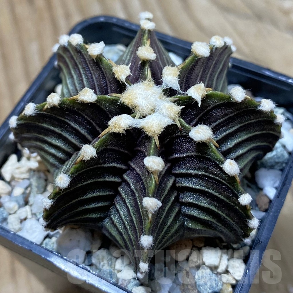 SH24358 Gymnocalycium friedrichii VOS1241