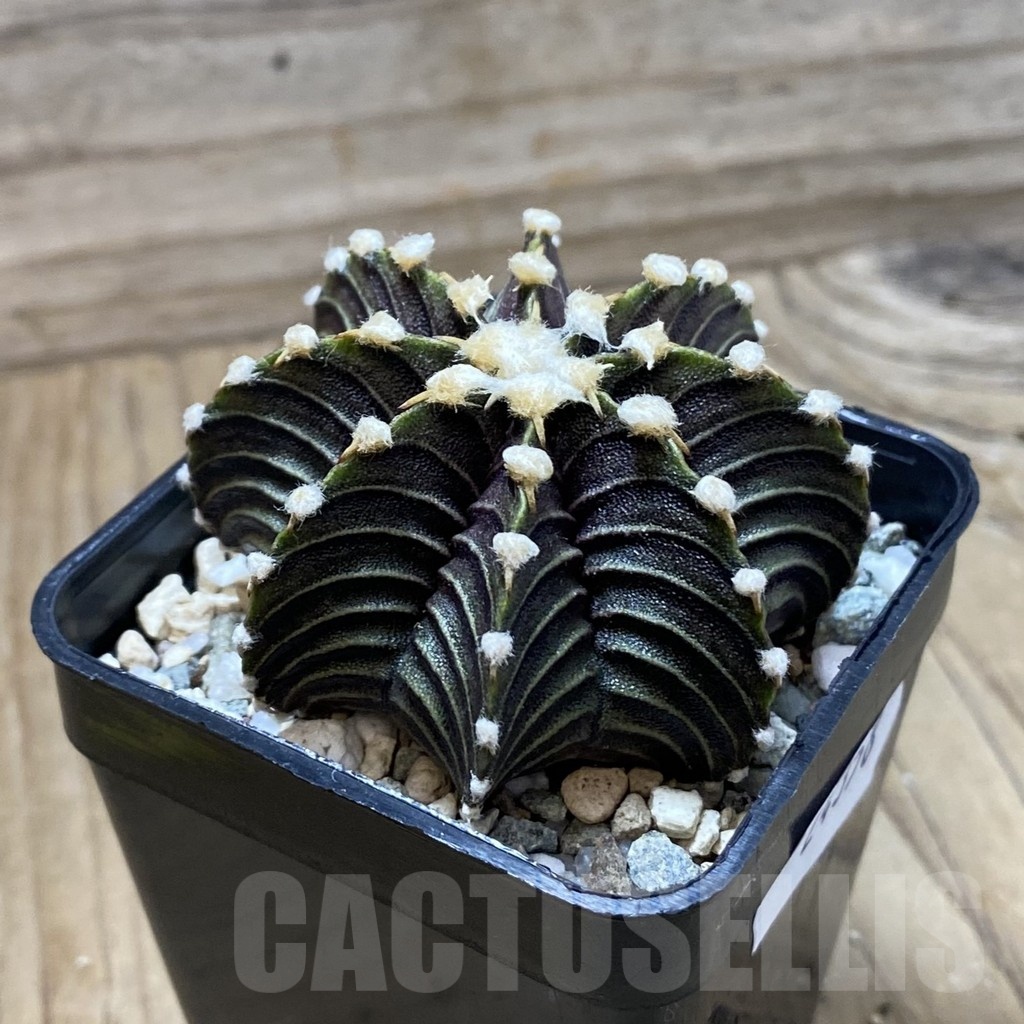 SH24358 Gymnocalycium friedrichii VOS1241 - Image 2