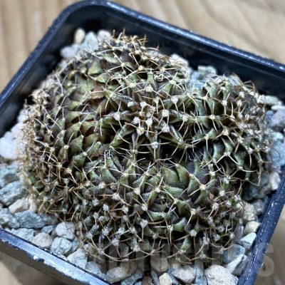 SH24359 Gymnocalycium friderichii LB f. cristata