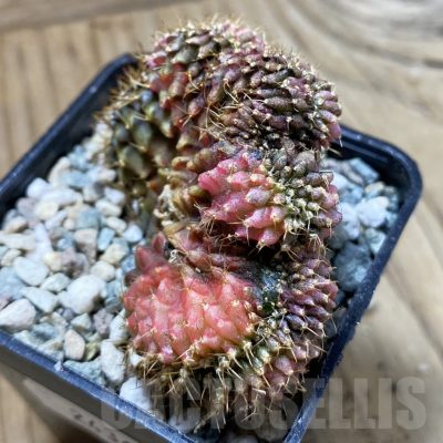 SH24363 Gymnocalycium mihanovichii variegata f. cristata
