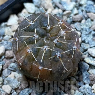 SH24365 Gymnocalycium ochoterenae f. variegata