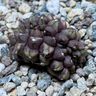 SH24368 Gymnocalycium mihanovichii ‘Day Dream’ f. cristata