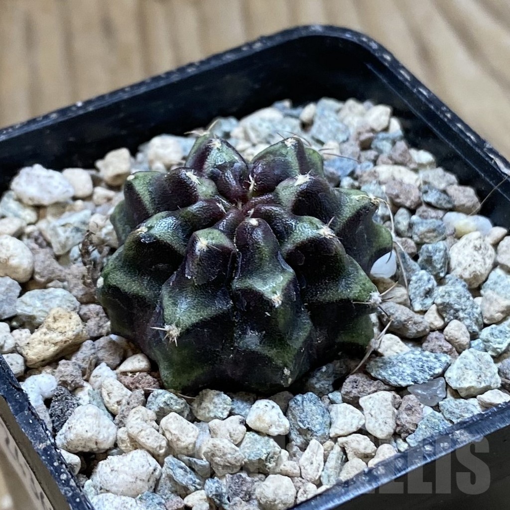 SH24369 Gymnocalycium mihanovichii ‘Day Dream’ - Image 2