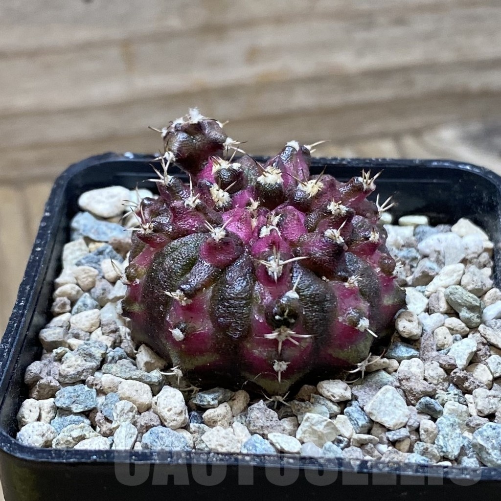 SH24371 Gymnocalycium mihanovichii ‘T-Rex’ - Image 2