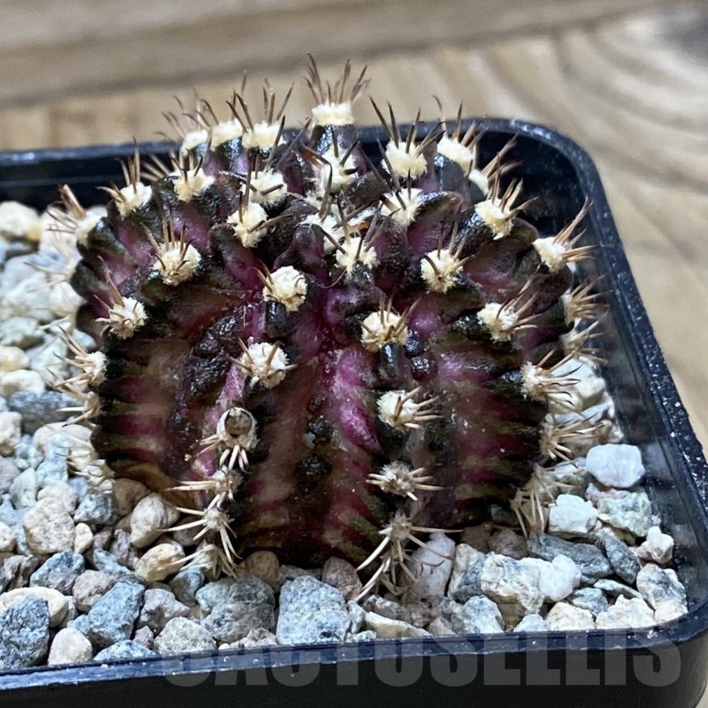 SH24372 Gymnocalycium mihanovichii ‘T-Rex’ - Image 2